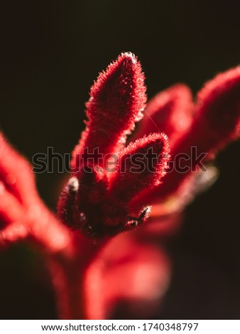 Close up detail photo of a kangaroo paw flower