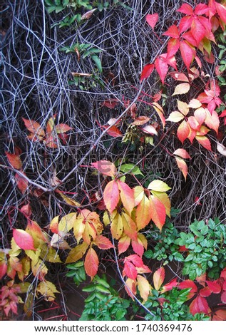 RED AND YELLOW CHANGING  LEAVES IN AUTUMN ON A CREEPER                               