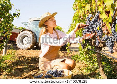 Young attractive woman farmer harvesting ripe blue grapes in sunny vineyard

 Royalty-Free Stock Photo #1740378128