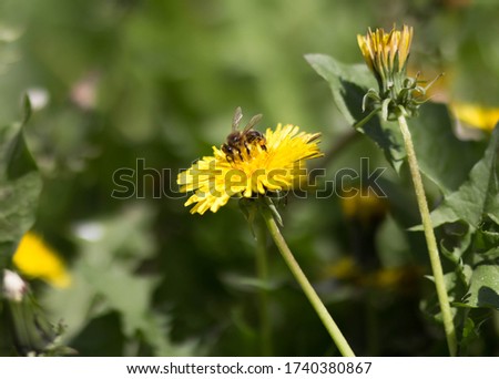 A bee is sitting on a yellow dandelion. Close up.