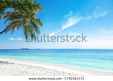 Palm tree on the beach. Coconut Palm tree on white sandy beach in Maldives Royalty-Free Stock Photo #1740381572