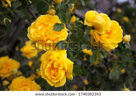 Macro photography of a yellow Bush rose.  Buds of a blooming yellow rose closeup.