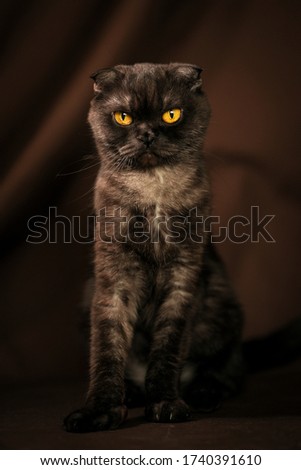 A Scottish lop-eared cat named Bagheera