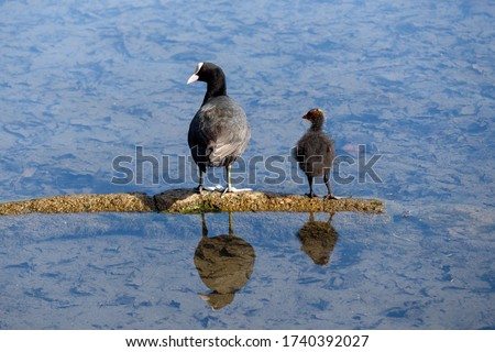 Eurasian coot (Fulica atra) and its cute chick resting and reflecting in the blue water of a lake in the morning light.