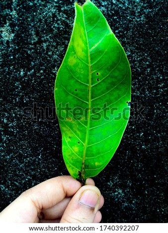 Picture of a green mango leaf held in the hand.