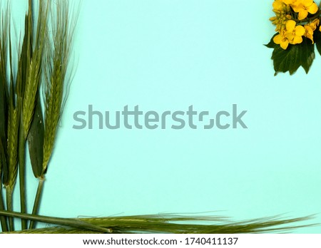 Green fresh wheat heads and small rapeseed flowers on yellow and pink copy space background.