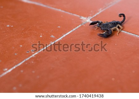 scorpio on red orange floor tile indoor
