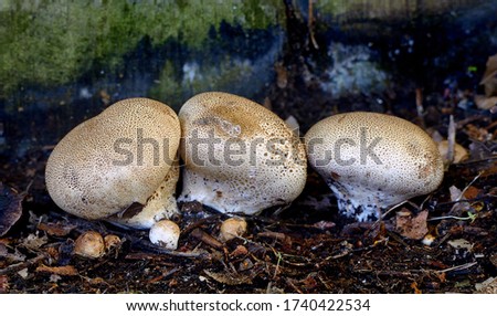 Close-up picture of mushroom, Calvatia is a genus of puffball mushrooms that includes the spectacular giant puffball C. gigantea.