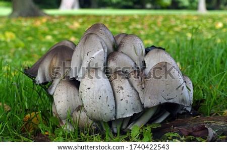 Close-up picture of mushroom, Smooth Ink Cap (Coprinus Atramentarius) This common fungus grows on buried wood