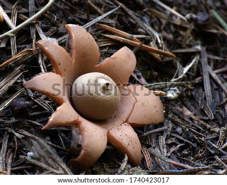 Close-up picture of mushroom, Geastrum saccatum. Earth star.
Geastrum saccatum, commonly known as the rounded earthstar, is a species of mushroom belonging to the genus Geastrum.
