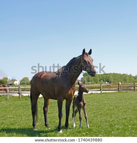 Brown mare and 2 days old foal in the meadow.