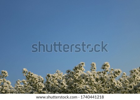White flower field with blue sky background.
