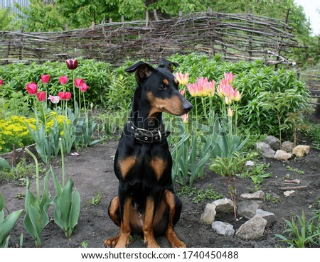 The German Pinscher is surrounded by spring tulips.
