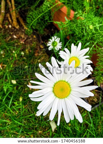 Detailed shot of white and Oxeye Daisy.