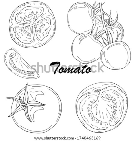 Vector set of black line hand drawn tomatoes isolated on white background