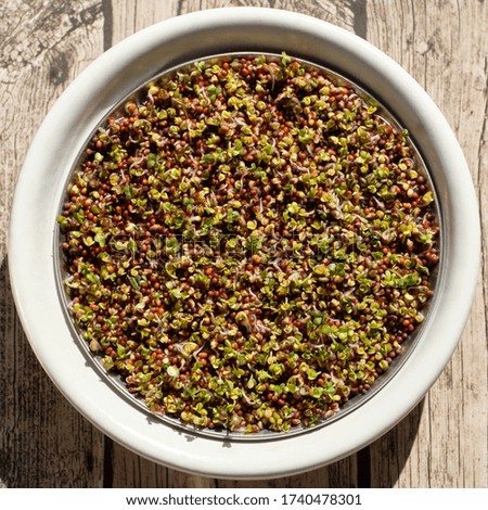 Mustard sprouts on a round strainer. The micro greens are healthy, fresh food. You can grow it at home.