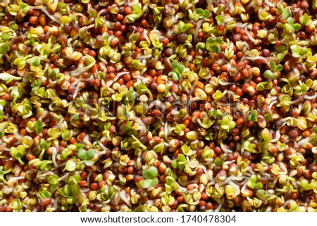 Mustard sprouts on a strainer. Close up picture. The micro greens are healthy, fresh food. You can grow it at home.