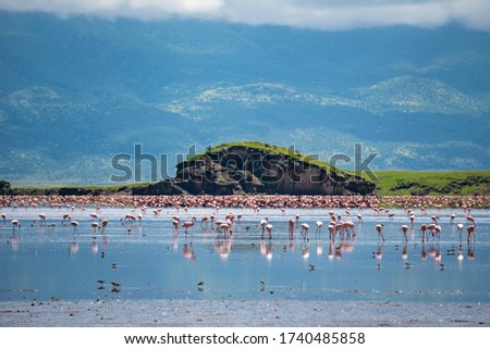 Big Group of Pink Lesser Flamingo at Lake Natron, Tanzania, Africa Royalty-Free Stock Photo #1740485858
