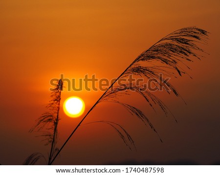 Sunset with shadows of grass flowers