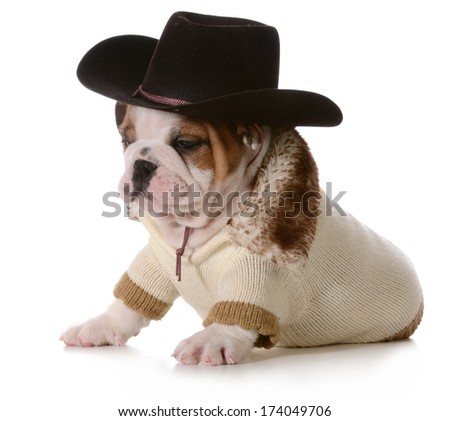 country dog - english bulldog puppy dressed up in western gear isolated on white background- 7 weeks old