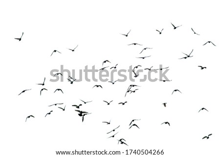 Flock of birds white background
