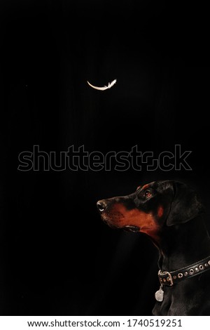Doberman pinscher posing and waiting for a black feather to fall. Low key vertical photo with black background. 