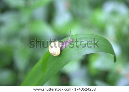 snail get on the leaf
