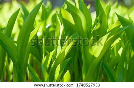 Green leaves on the sun background close-up picture wallpapers. Concept of happiness, season spring or summer and nature