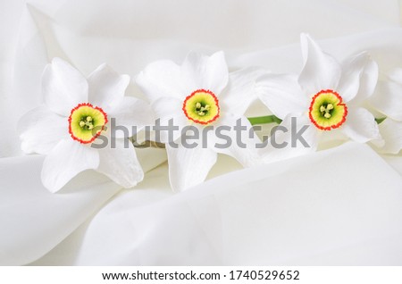 A piece of delicate flowers on a white background. Flowers in a high key. Stock image
