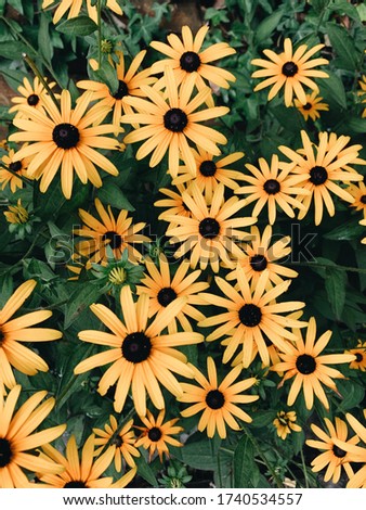 Bright yellow and green floral background shot on iPhone