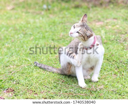 A lovely cat on the green grass