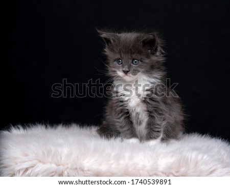 cute 4 week old maine coon kitten sitting on fake white fur in front of black background looking sad Royalty-Free Stock Photo #1740539891