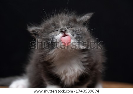 funny 4 week old maine coon kitten sticking out tiny tongue Royalty-Free Stock Photo #1740539894
