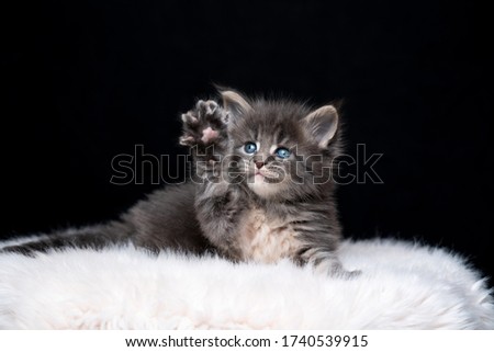 portrait of a cute maine coon kitten resting on white fur raising paw on black background with copy space Royalty-Free Stock Photo #1740539915