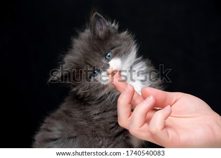 feeding cute maine coon kitten licking cream from finger Royalty-Free Stock Photo #1740540083