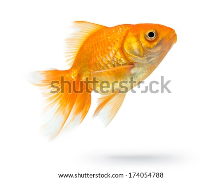 Gold fish isolated on white background. File contains a path to isolation.