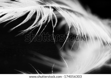 Guinea hen feather with dark background 