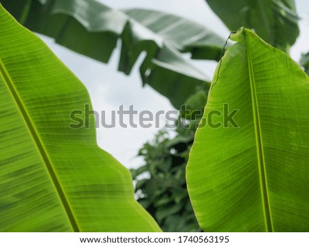 Picture of banana leaves with background, etc.