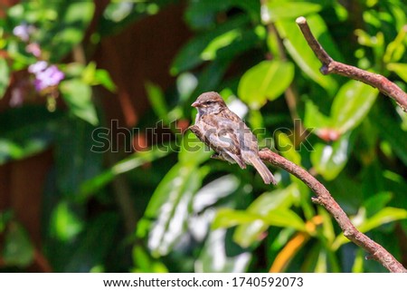 Young House Sparrow recently fledged perched on a branch