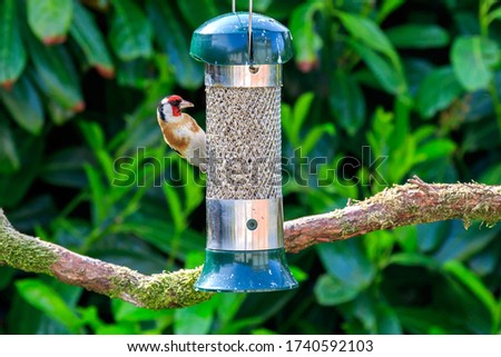 Goldfinch feeding on sunflower seeds in a bird feeder