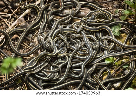 Red-Sided Garter Snake Mating Ball - Narcisse, Manitoba:  Large numbers of male Red-sided Garter Snakes gather around one female. Royalty-Free Stock Photo #174059963