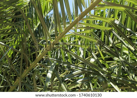 Vegetable abstract background of green palm leaves in summer