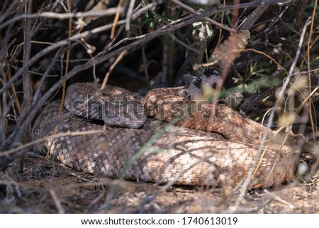 A southwestern speckled rattlesnake hiding in a bush.  Found in Joshua Tree National Park.  