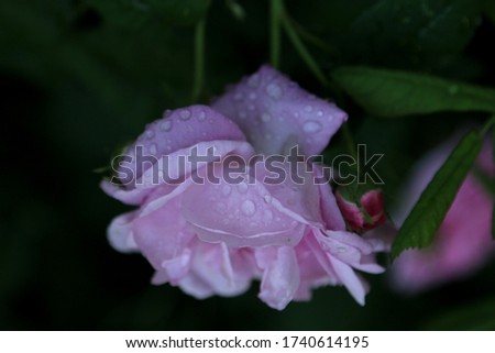 Pastele color flower and layered petals of  the  cabbage rose  (Rosa × centifolia )