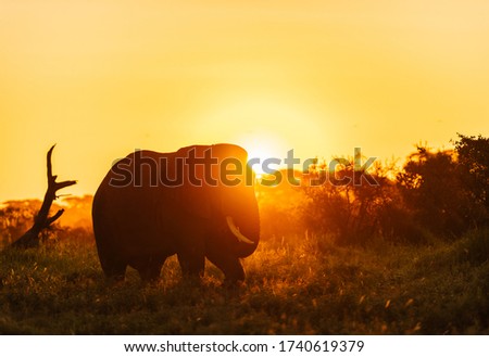 Silhouette of African Elephant in early morning sun light in Amboseli national park. , Kenya