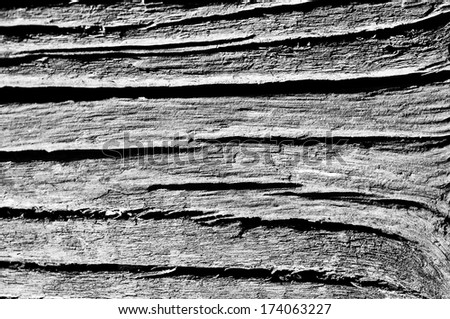 Bark of old wood show texture isolate by light.Black and white photo.