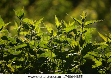 Thickets of nettles. Urtica dioica, wild common nettles