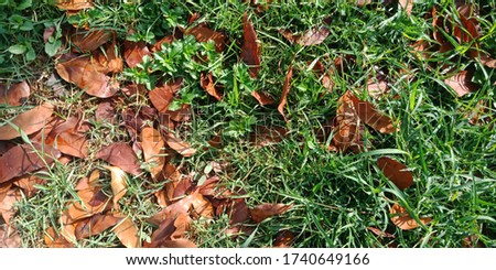 The picture of dry leaves that fell on the green grass after rain in the morning.