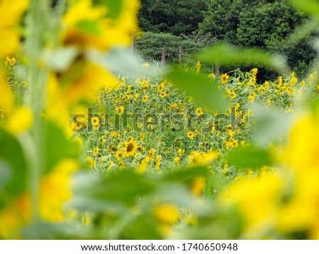 Background picture of a sunflower field on a sunny day.