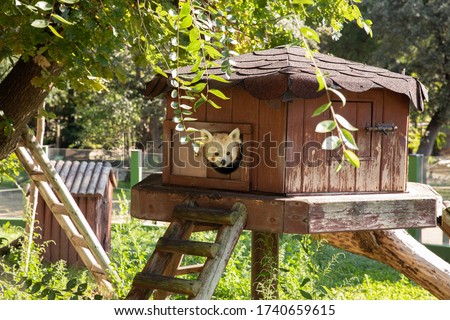 Red panda looking out of house 